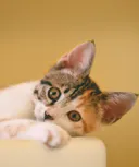 Cat featured products