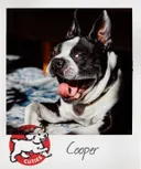 Photo of a cute bulldog wagging its tongue