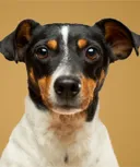 Dog featured products